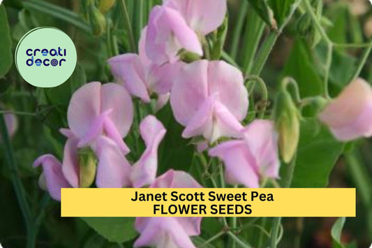 50+ Janet Scott Sweet Pea Seeds – Fragrant Rose-Pink Blooms for Garden Planting, Climbing Vines for Trellises & Bouquets – USA