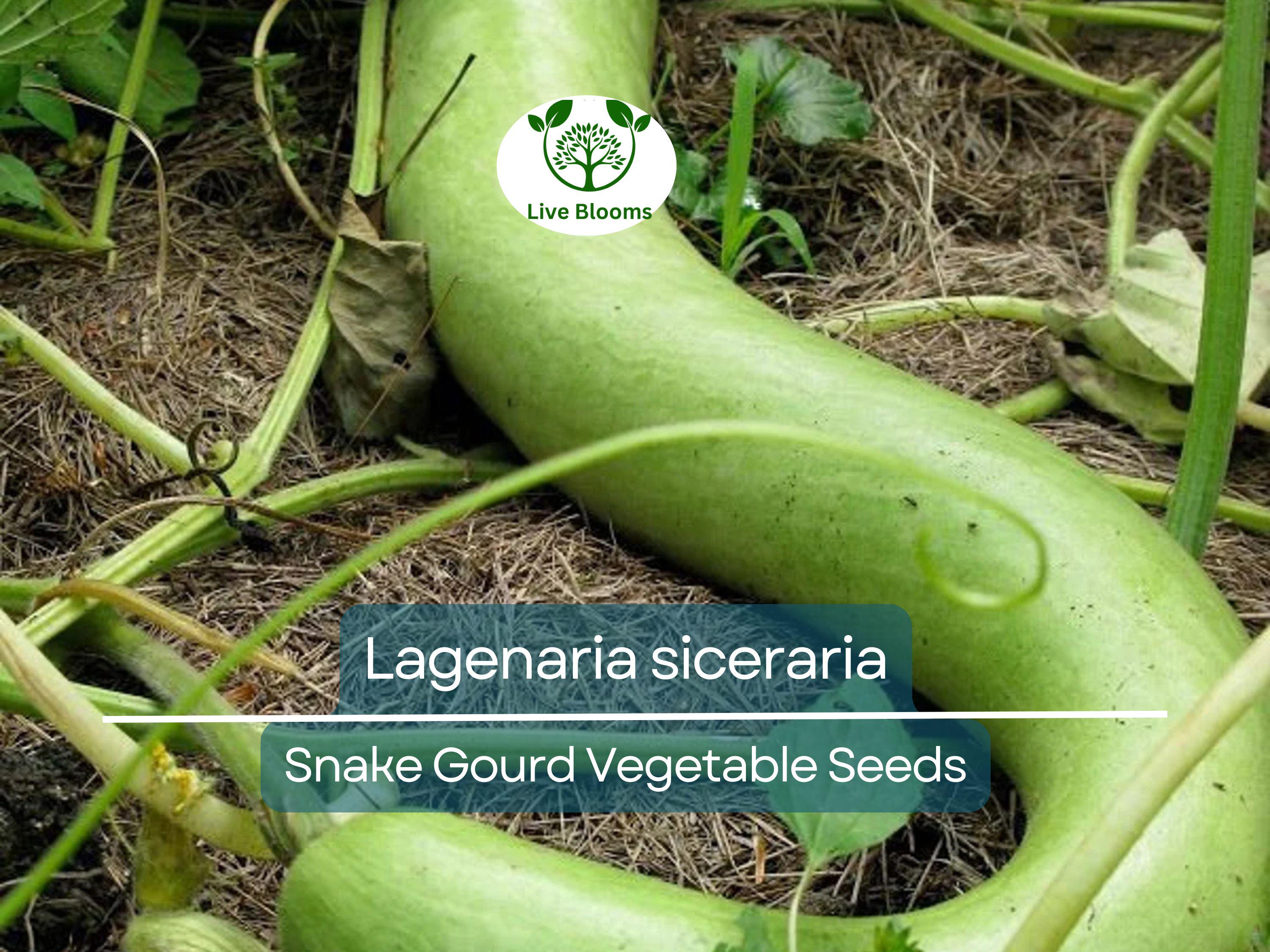 10 Seeds Snake Gourd (Lagenaria siceraria) – Edible, Long, Non-GMO, Heirloom, Easy to Grow, Perfect for Cooking, Unique Garden Vegetable