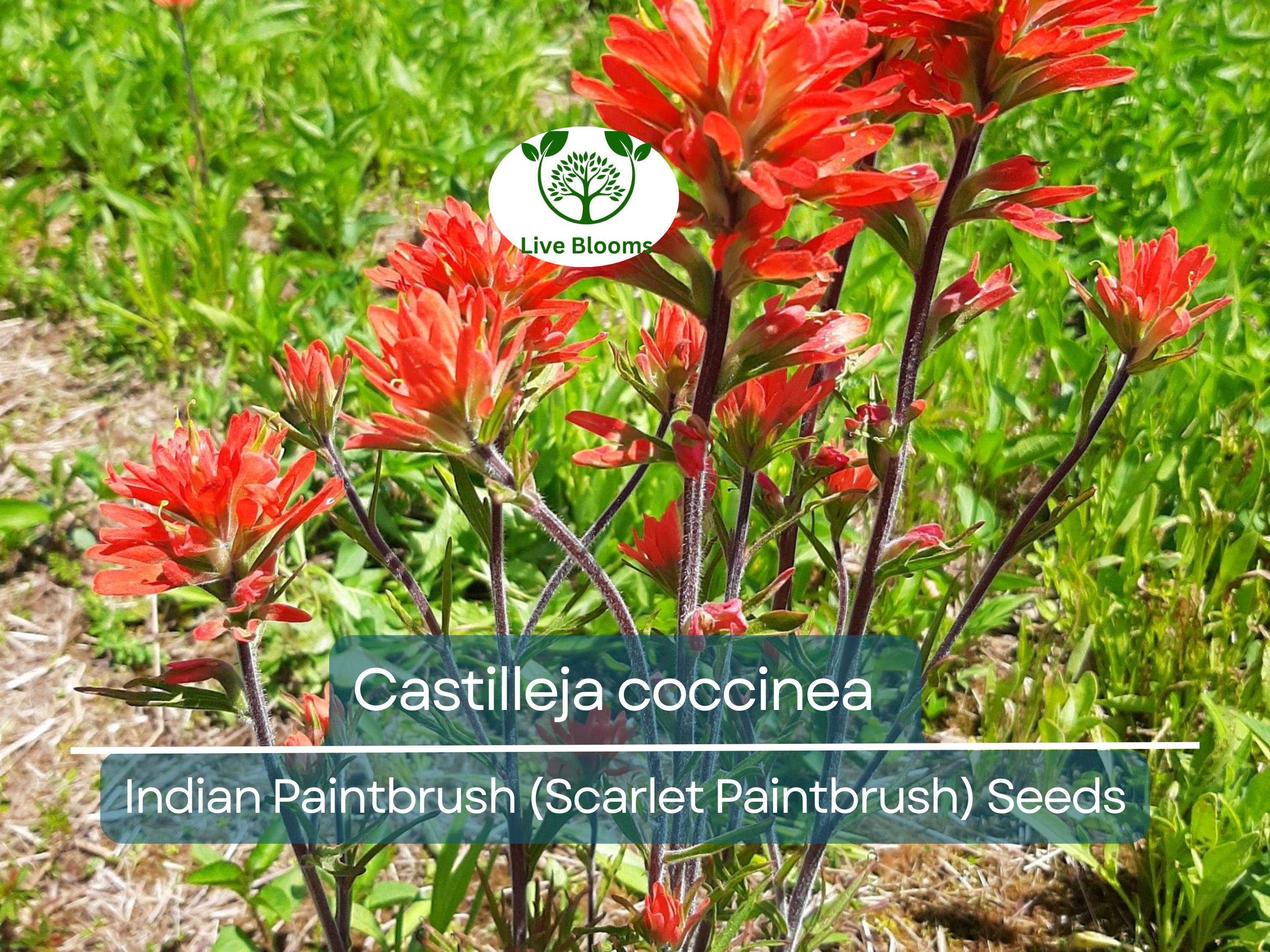 300 Seeds Castilleja coccinea Indian Paintbrush (Scarlet Paintbrush) – Wildflower for Planting, Vibrant Red Flowers, Native American Garden