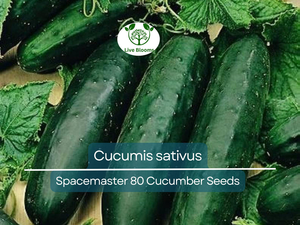 35 Seeds Cucumber Spacemaster 80 - Cucumis sativus | Compact Cucumber Variety for Planting, Gardening & Fresh Crisp Harvests