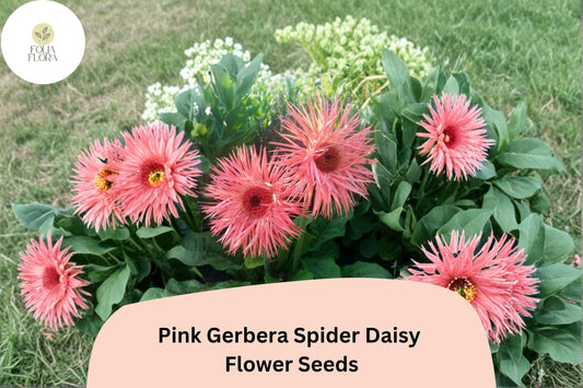 50+ Pink Gerbera Spider Daisy Seeds | Gerbera jamesonii | Unique Petal Form | Exotic Pink Garden Flower