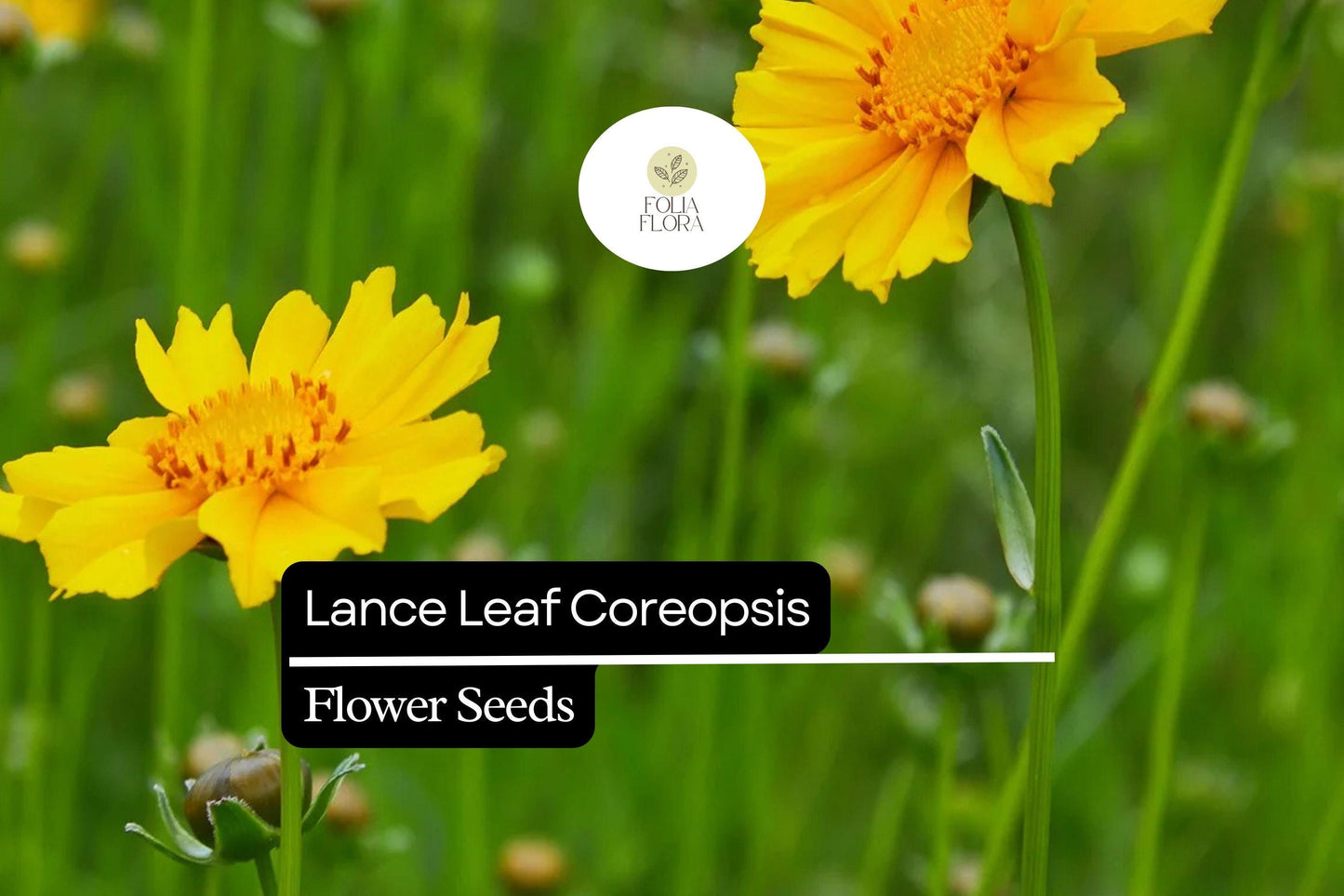 Lance Leaf Coreopsis Seeds (Coreopsis lanceolata) | 25 Seeds | Bright Yellow Perennial Wildflower for Pollinators