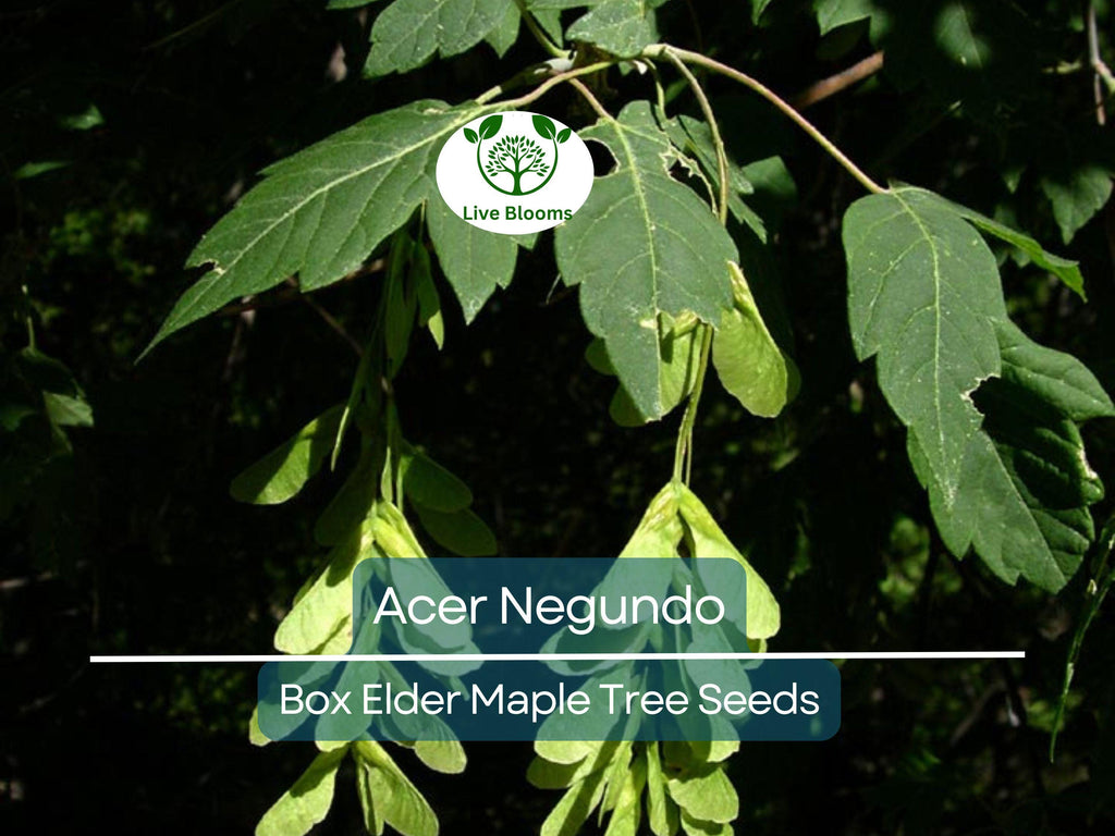 10 Seeds Acer Negundo (Box Elder Maple) for Planting - Hardy Tree for Gardens, Landscaping & Shade - Fast-Growing, Unique Tree Seeds
