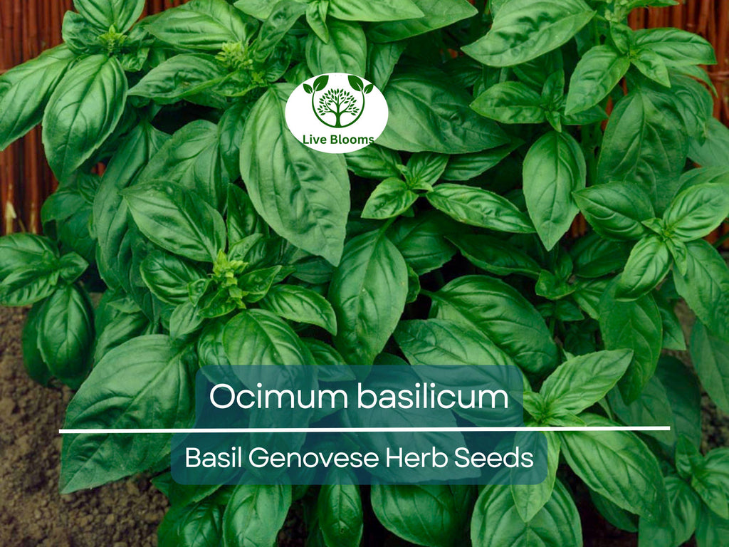 700 Basil Genovese Seeds for Planting - Ocimum basilicum - Fresh Italian Herb for Cooking, Pesto, Mediterranean Dishes, Easy to Grow