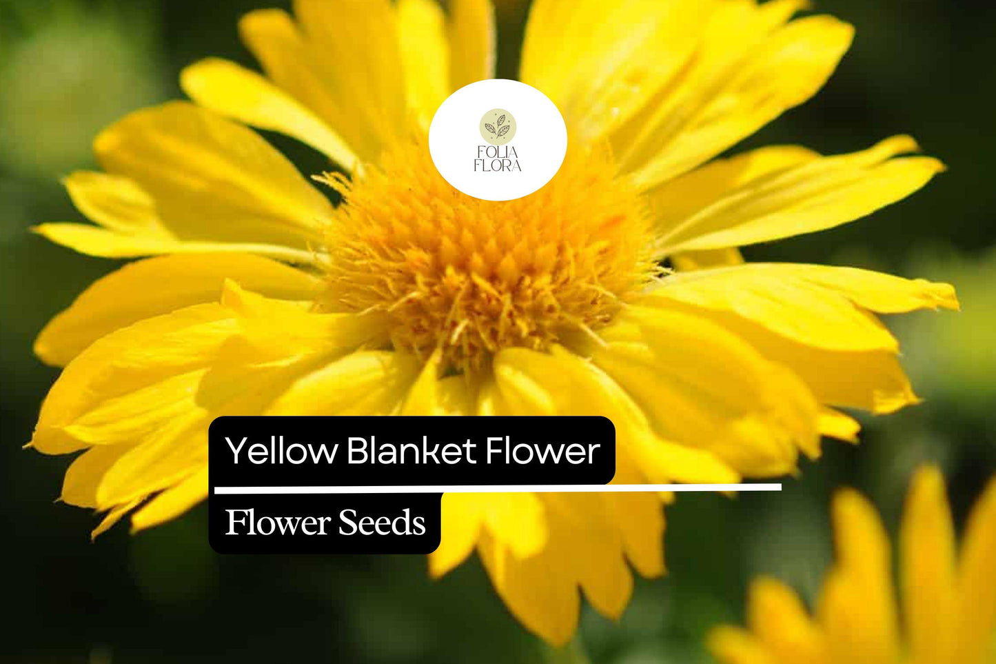 25 Yellow Blanket Flower Seeds – Gaillardia aristata 'Aurea Pura' – Perennial, Drought-Tolerant, Bright Yellow Blooms for Pollinators