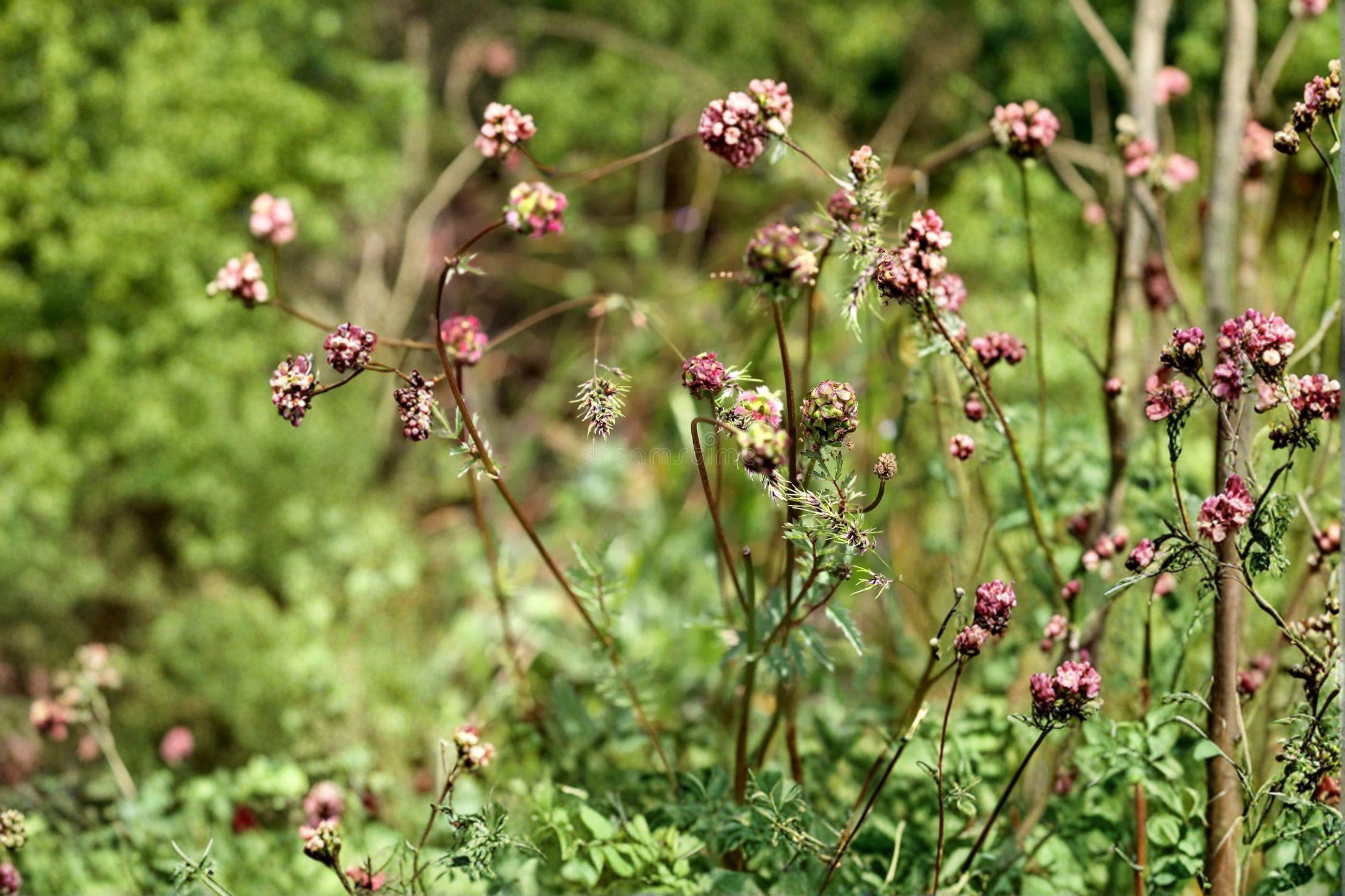 Small Burnet – Sanguisorba minor, Perennial Herb | Drought Tolerant (100 Seeds)