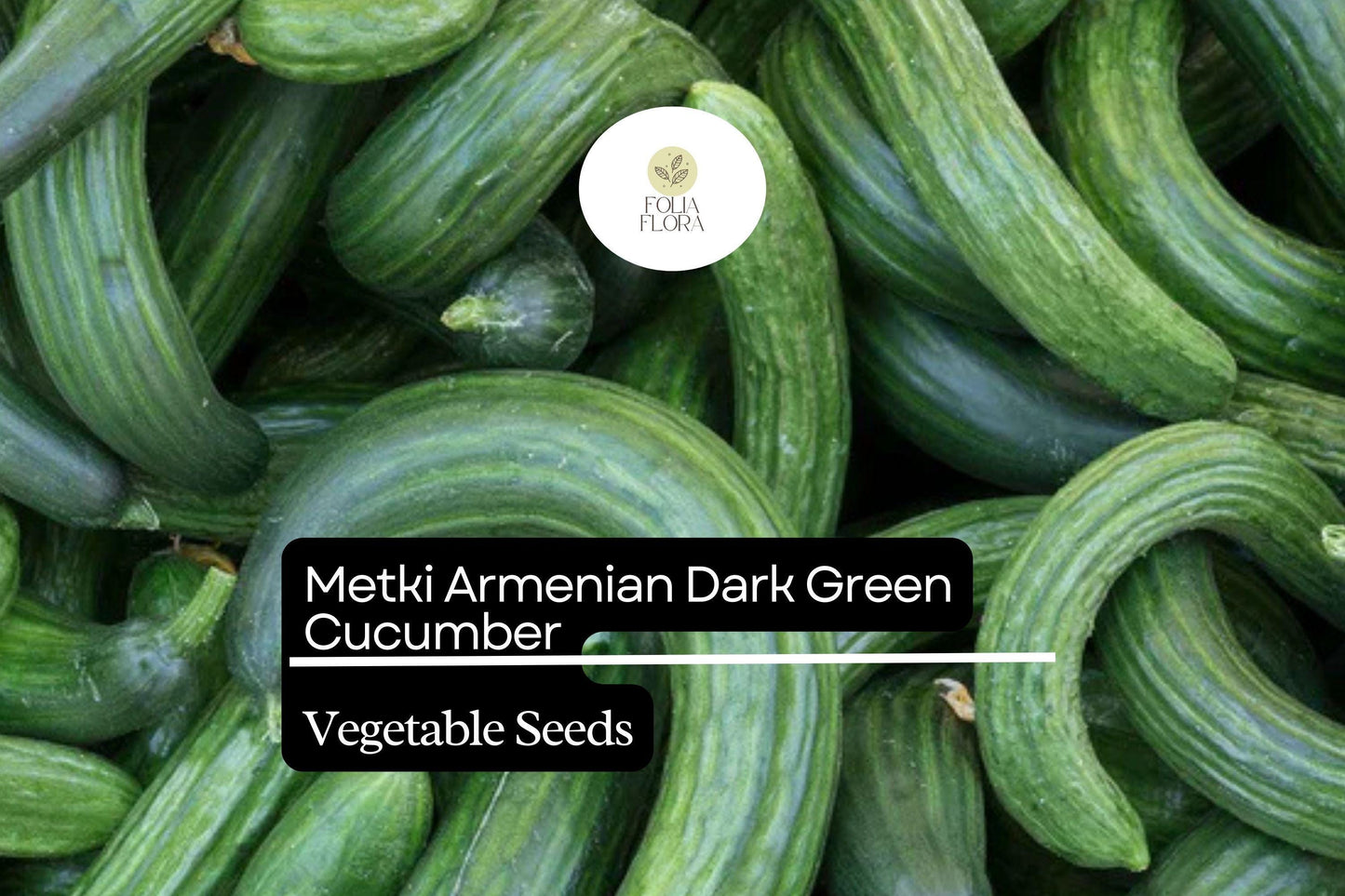 30 Seeds Metki Armenian Dark Green Cucumber (Cucumis melo) – Sweet, Crisp, and Versatile Heirloom Variety