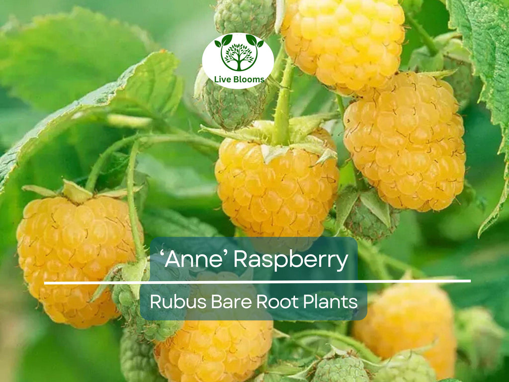 3 ‘Anne’ Raspberry Plants – Bare Root Canes – Super Sweet Yellow Berries – Fall-Bearing Raspberry for Zones 4–8