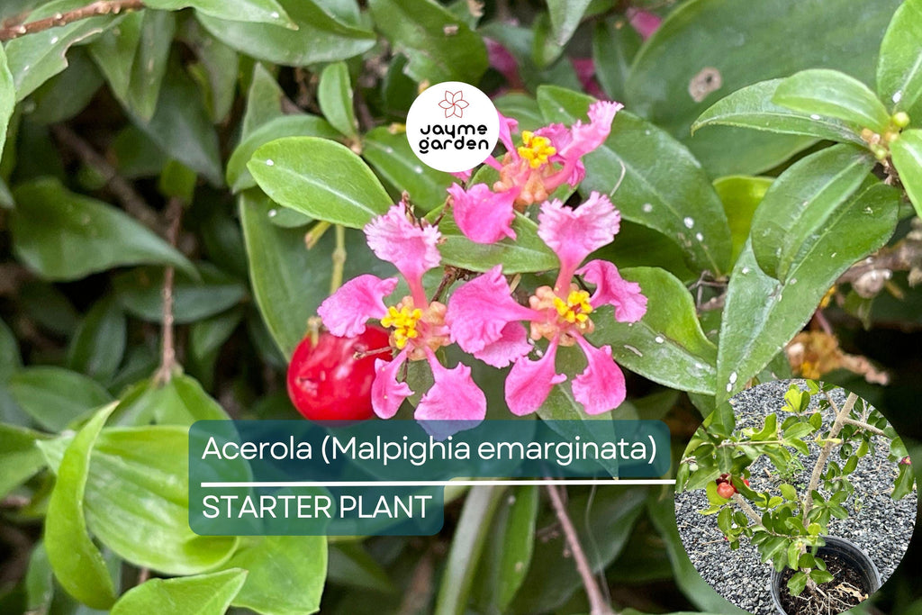 Acerola Fruit Tree (Malpighia emarginata) Live Starter Plant 2’-3’ Tall – Ready to Fruit, Tropical Vitamin C Powerhouse
