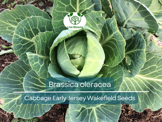 250 Seeds Cabbage Early Jersey Wakefield - Brassica oleracea | Heirloom Cabbage for Planting, Gardening & Early Crisp Harvests