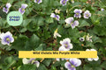 10 Bare Root Plants - Wild Violets Mix , Purple & White Perennial Flowers, Live Preorder Roots for Garden Beds, Borders, Ground Cover