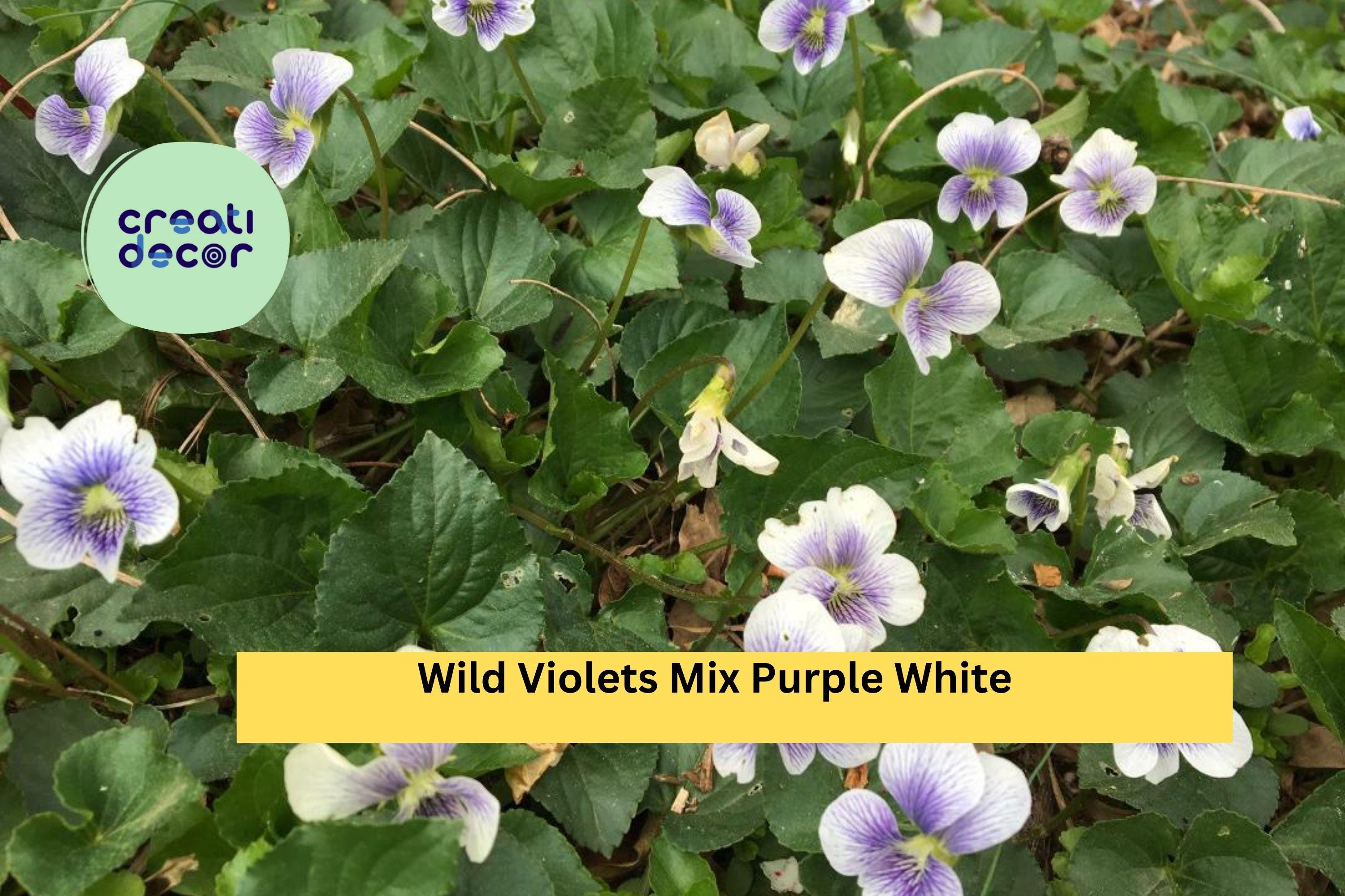 10 Bare Root Plants - Wild Violets Mix , Purple & White Perennial Flowers, Live Preorder Roots for Garden Beds, Borders, Ground Cover