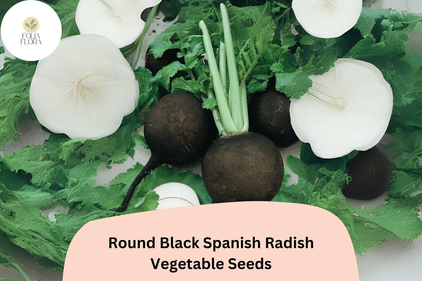 500+ Round Black Spanish Radish Seeds – Heirloom Winter Radish for Garden Planting