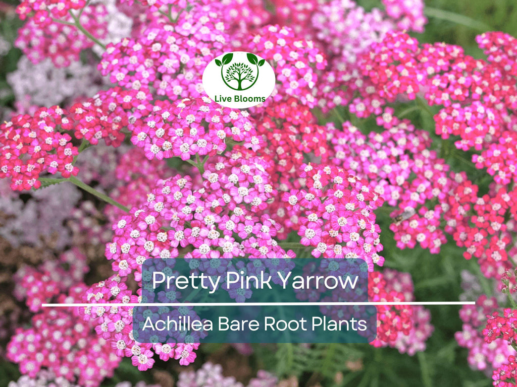 1 Pretty Pink Yarrow Live Plant - Achillea Millefolium Bare Root Perennial - Drought Tolerant Pollinator Garden Flower