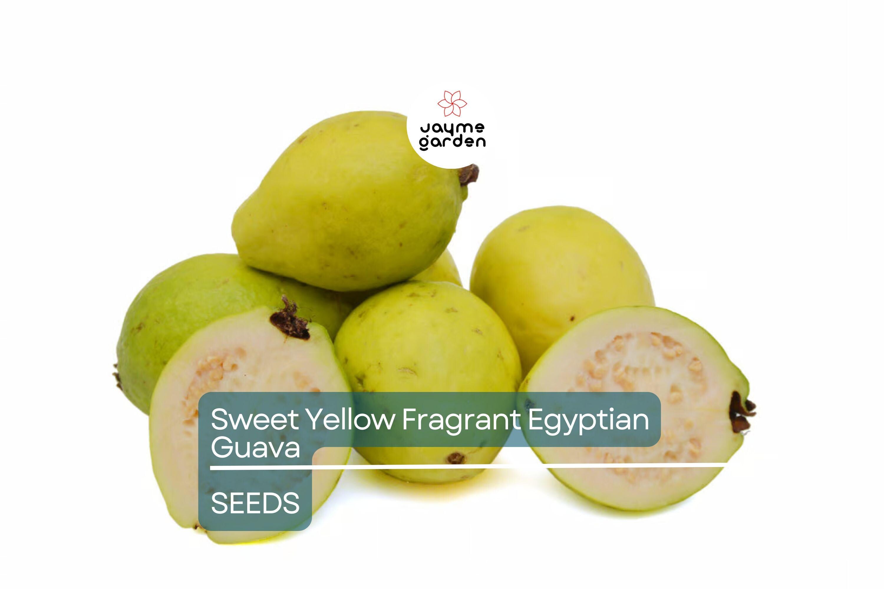 20 Sweet Yellow Egyptian Guava Seeds - Psidium Guajava - Fragrant Fruit Tree, Easy to Grow, Perfect for Tropical Gardens