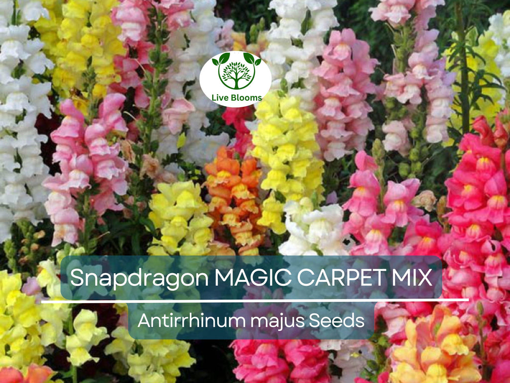 200 Seeds Snapdragon MAGIC CARPET Mix Multicolored Blooms, Non-GMO, Butterflies, Antirrhinum Majus, Flowering Plants, Garden, Perennial