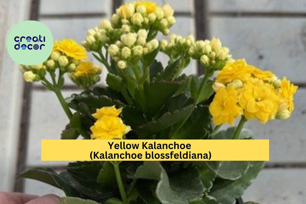 Yellow Kalanchoe Plant – Live Rooted Succulent in Pot, Kalanchoe blossfeldiana, Bright Yellow Blooms for Balcony, Yard, or Indoor Decor