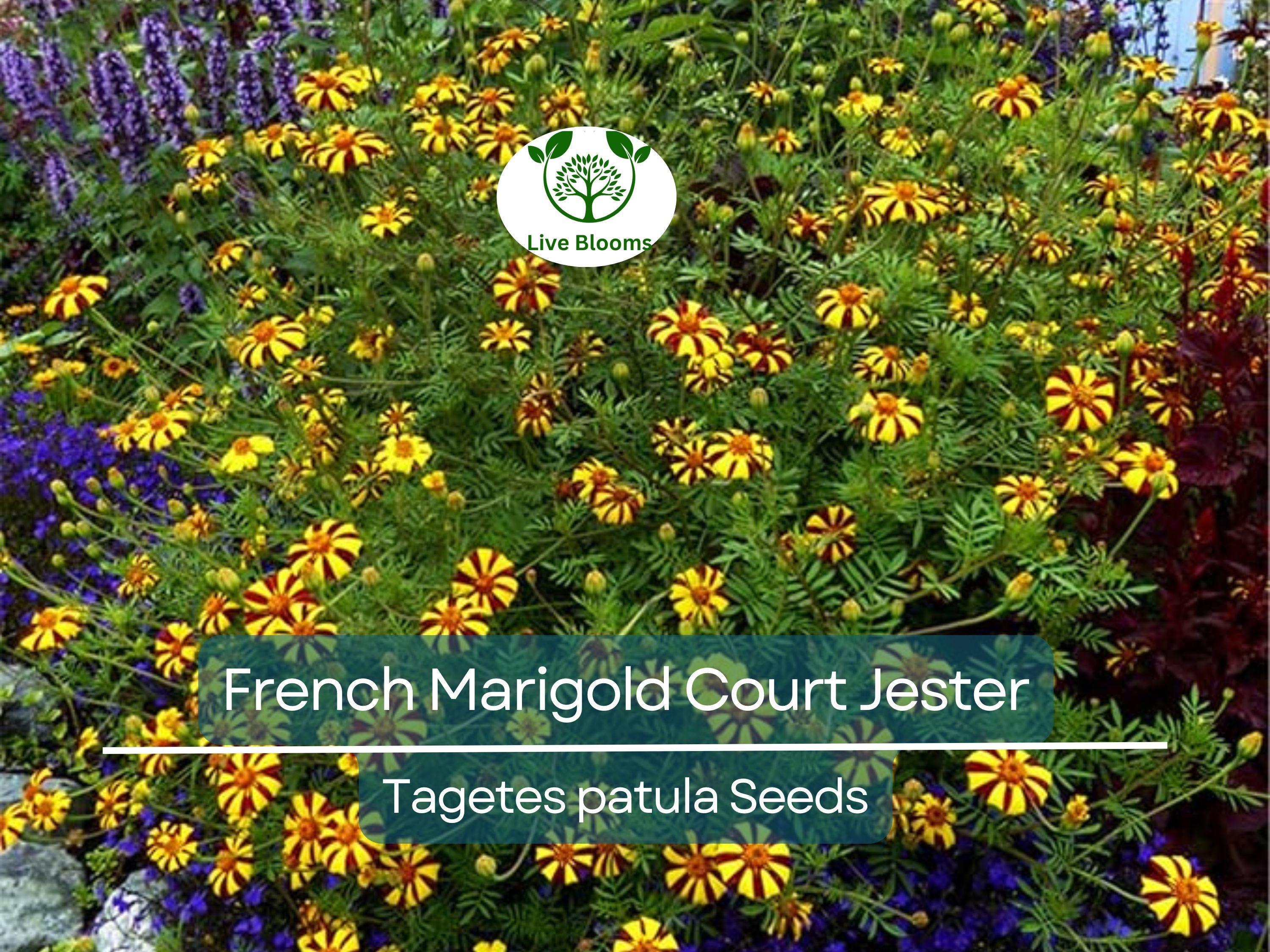 100 Seeds French Marigold Court Jester Harlequin - Tall, Non-GMO, Beneficial Pollinator Plant, Vibrant Blooms, for Gardens & Landscapes