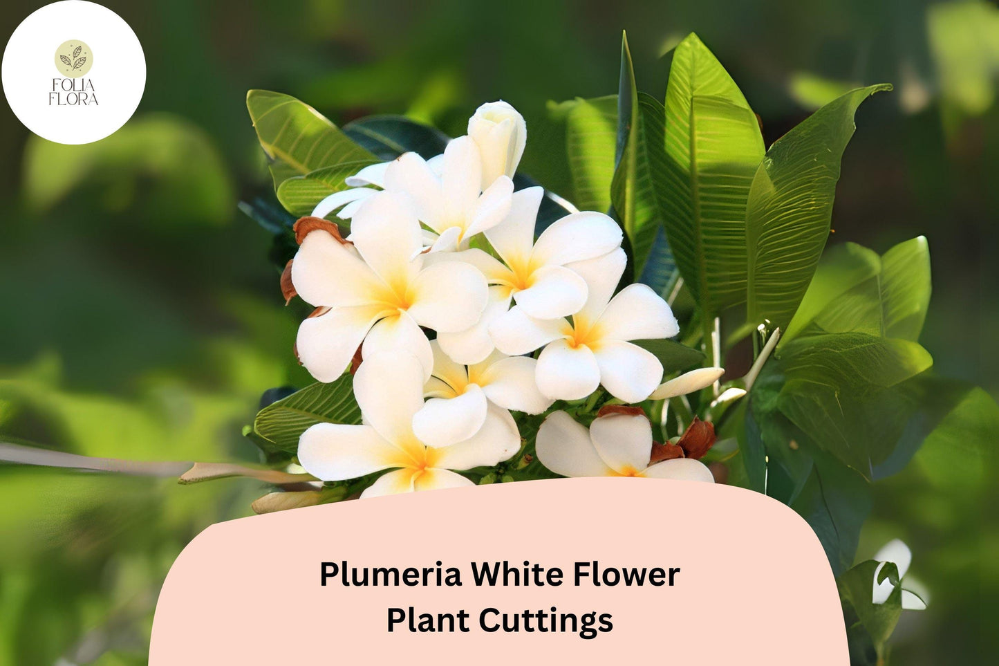 Plumeria White 3 Live 6” Cuttings | Frangipani Tropical Flowering Plant for Garden & Patio