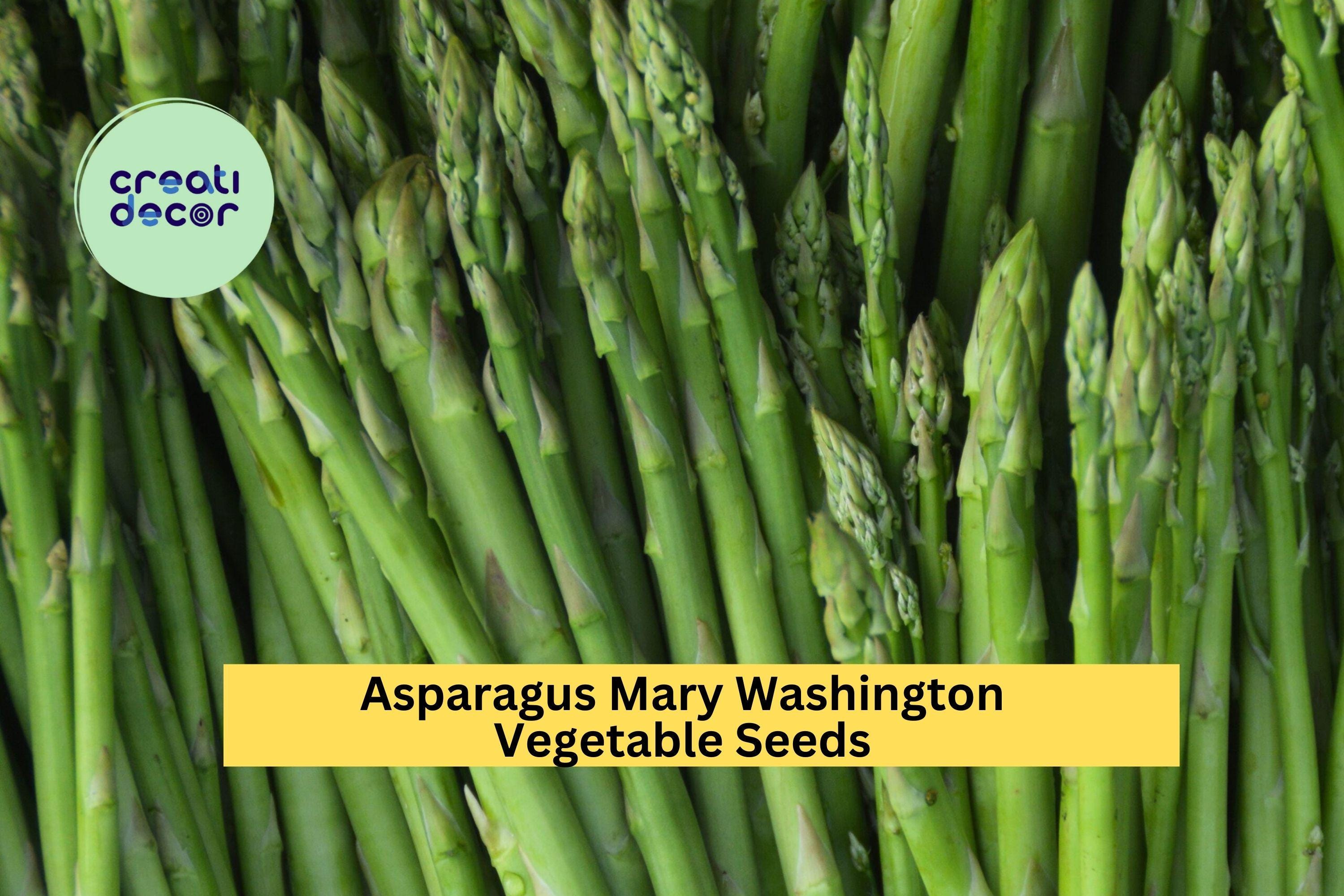3pcs x 1g Asparagus Mary Washington Seeds – Heirloom Variety for Garden Beds or Rows – Perennial Vegetable Crop Seeds for Planting