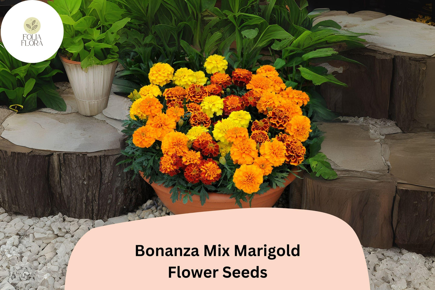25+ Bonanza Mix Marigold Seeds | Tagetes patula | Dwarf French Marigold Blend | Orange, Yellow & Red Blooms for Garden and Pots