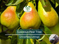 3 Luscious Pear Tree Scions - Unrooted Cuttings for Grafting & Rooting - 10-12" Long - Pyrus communis - Premium Pear Rootstock