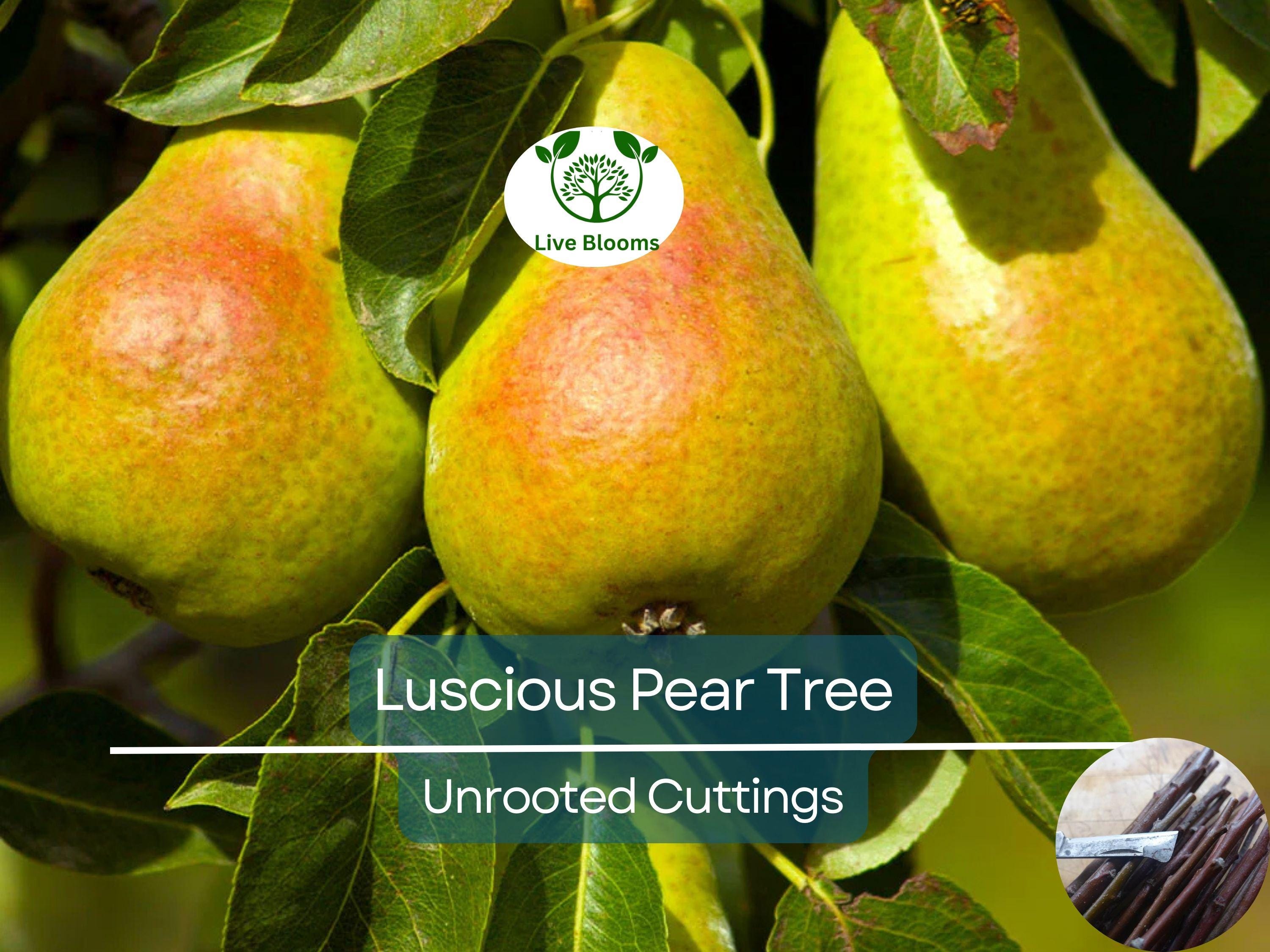 3 Luscious Pear Tree Scions - Unrooted Cuttings for Grafting & Rooting - 10-12" Long - Pyrus communis - Premium Pear Rootstock