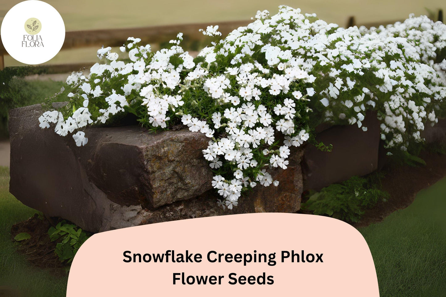 100+ Snowflake Creeping Phlox Seeds – White Ground Cover Flowers, Phlox subulata