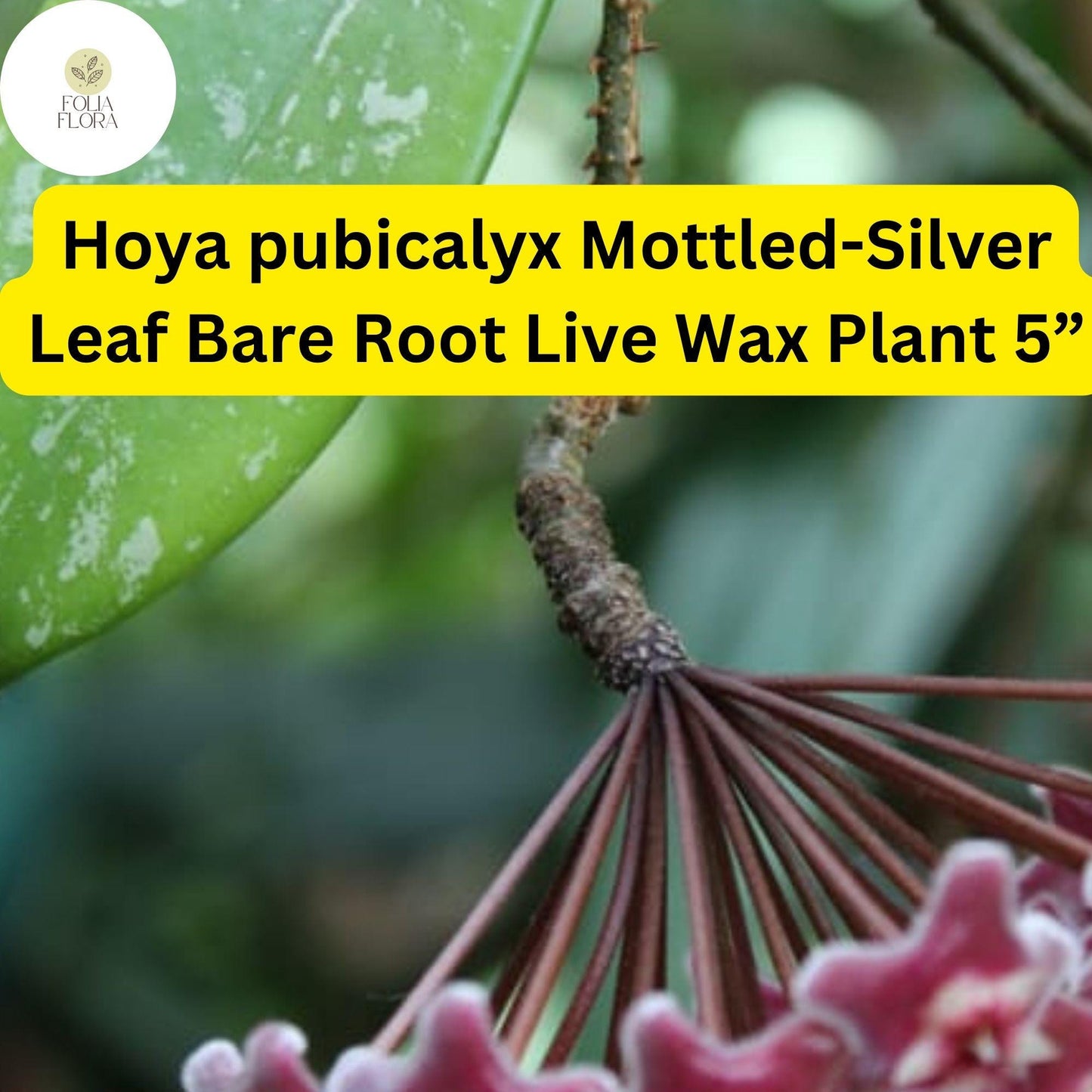 1 Hoya pubicalyx Mottled-Silver Leaf - Bare Root Live Wax Plant 5” - Tropical Vining Houseplant