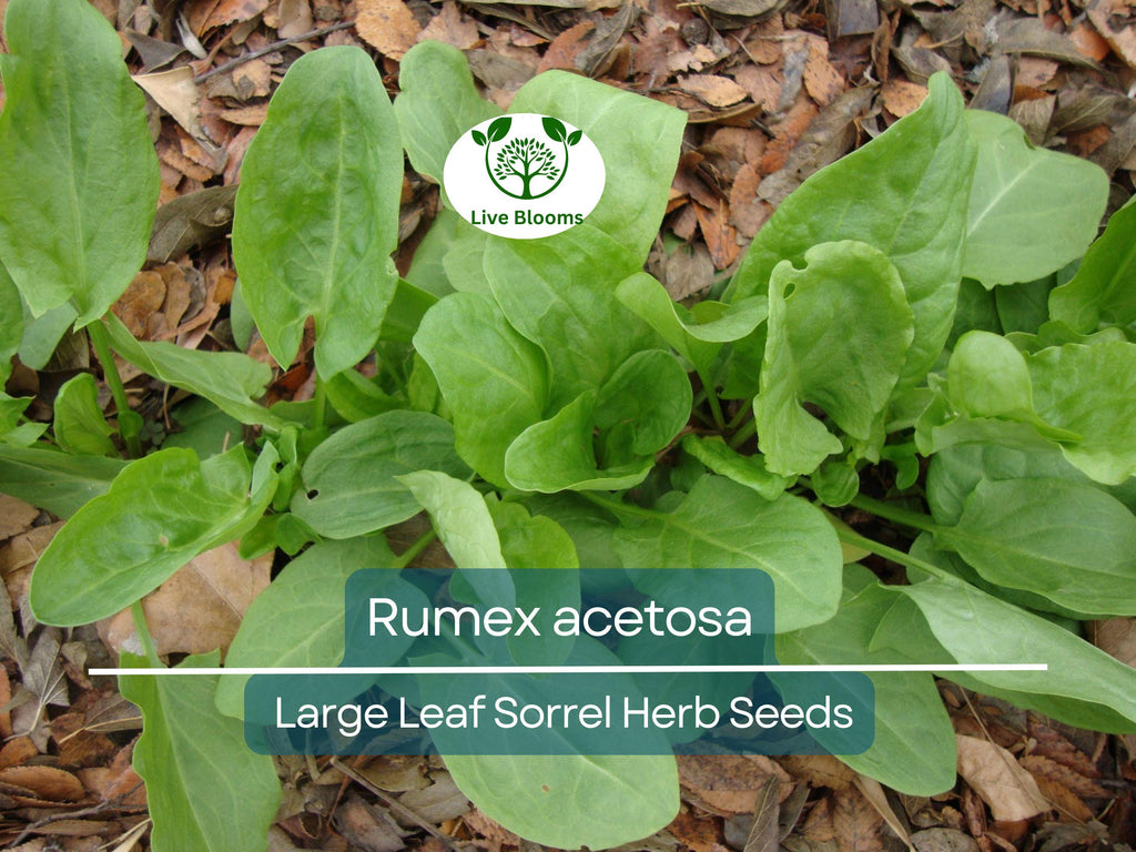 250 mg Seeds Large Leaf Sorrel – Rumex acetosa Herb for Planting | Perennial Garden Greens, Tart Flavor, Easy to Grow