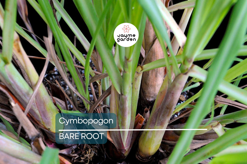 5 Lemongrass Plants - Bare Root Cymbopogon Herb - Easy to Grow, Ready to Plant
