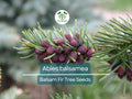 30 Abies balsamea Seeds - Balsam Fir from Lake States | Cold-Hardy Evergreen Seeds Ideal for Planting, Landscaping, Reforestation & Gardens