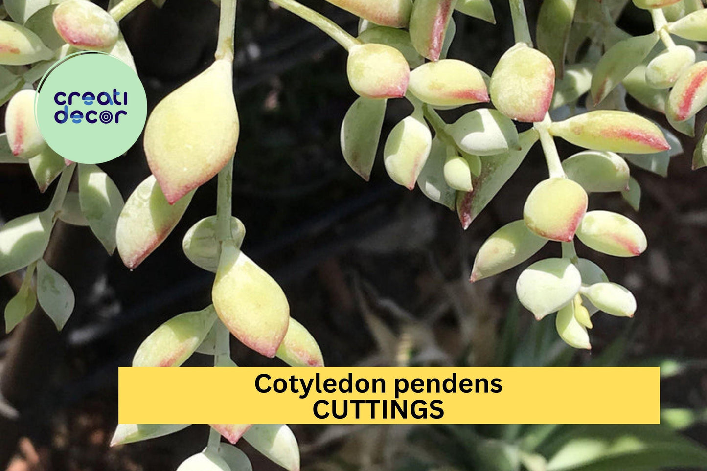 4 Cotyledon Pendens Cuttings | Trailing Succulent Starter Plants | Cliff Cotyledon | Rare Hanging Basket Succulent