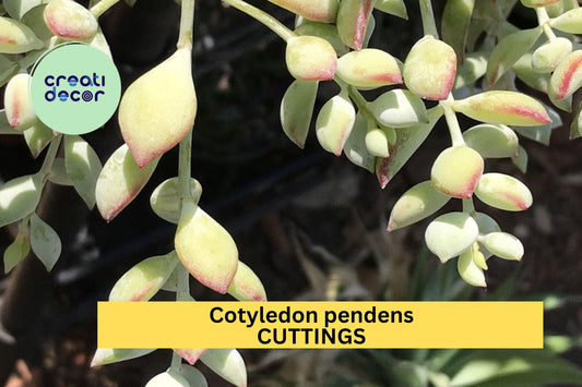 4 Cotyledon Pendens Cuttings | Trailing Succulent Starter Plants | Cliff Cotyledon | Rare Hanging Basket Succulent