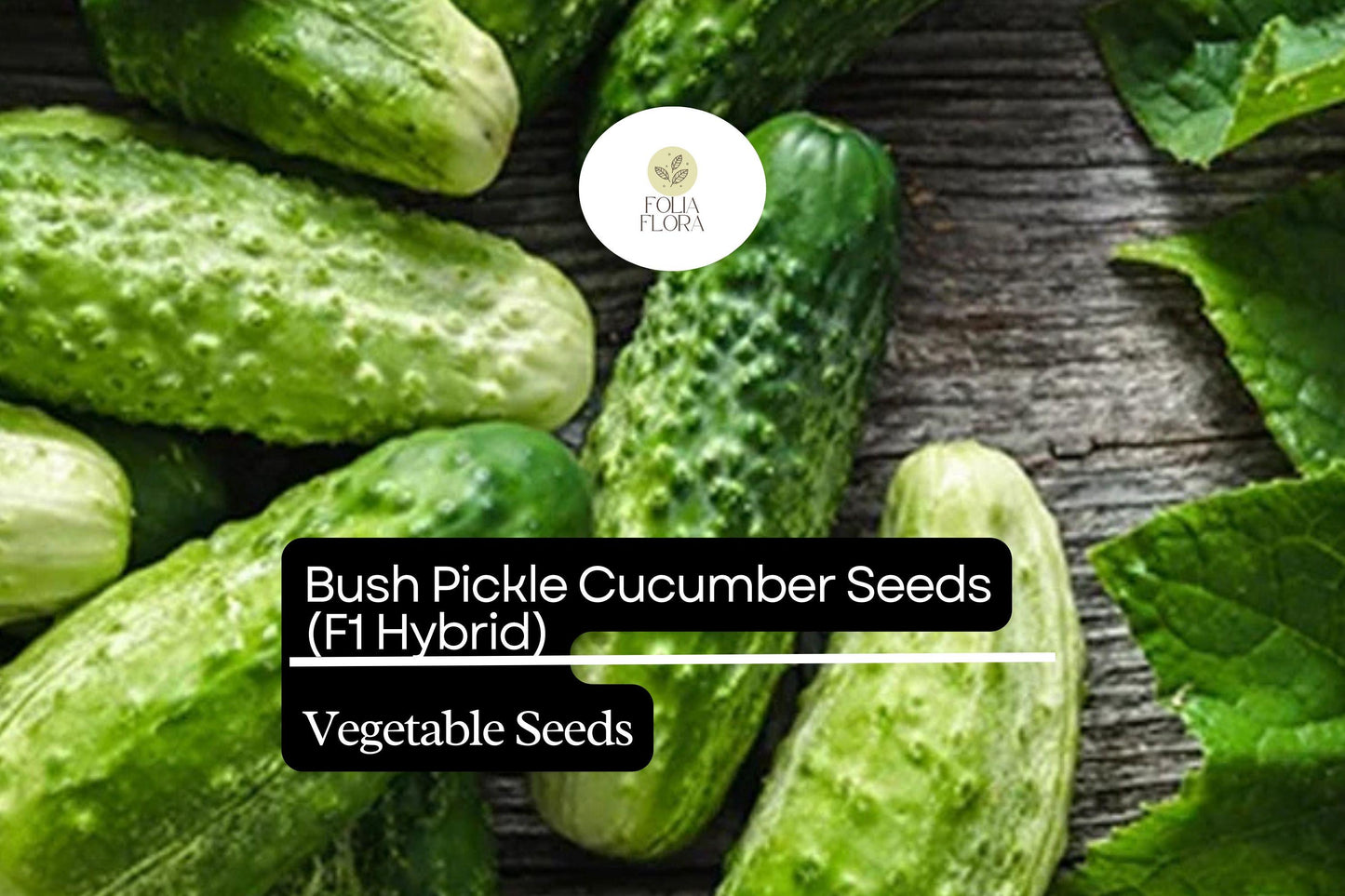 15 Seeds Bush Pickle Cucumber (Cucumis sativus) - Compact F1 Hybrid Variety for Gardens & Containers