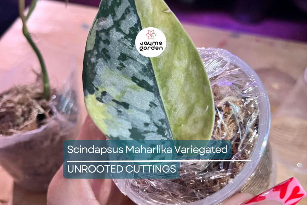 Scindapsus Maharlika Variegated 1 Node 1 Leaf UNROOTED Cutting - Rare Houseplant