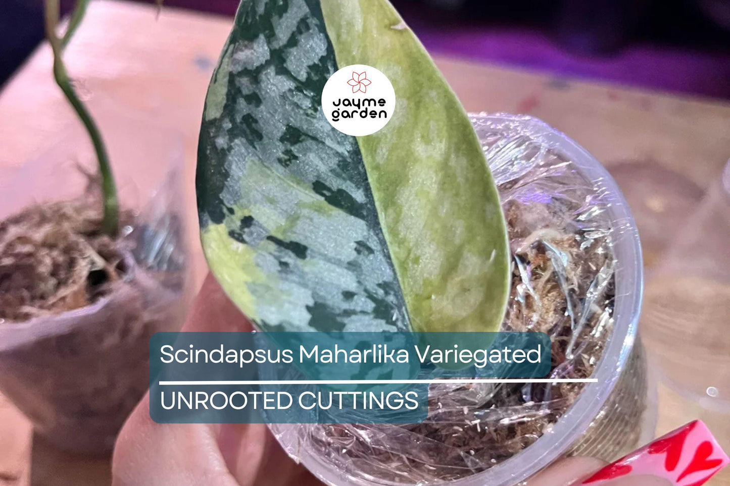 Scindapsus Maharlika Variegated 1 Node 1 Leaf UNROOTED Cutting - Rare Houseplant