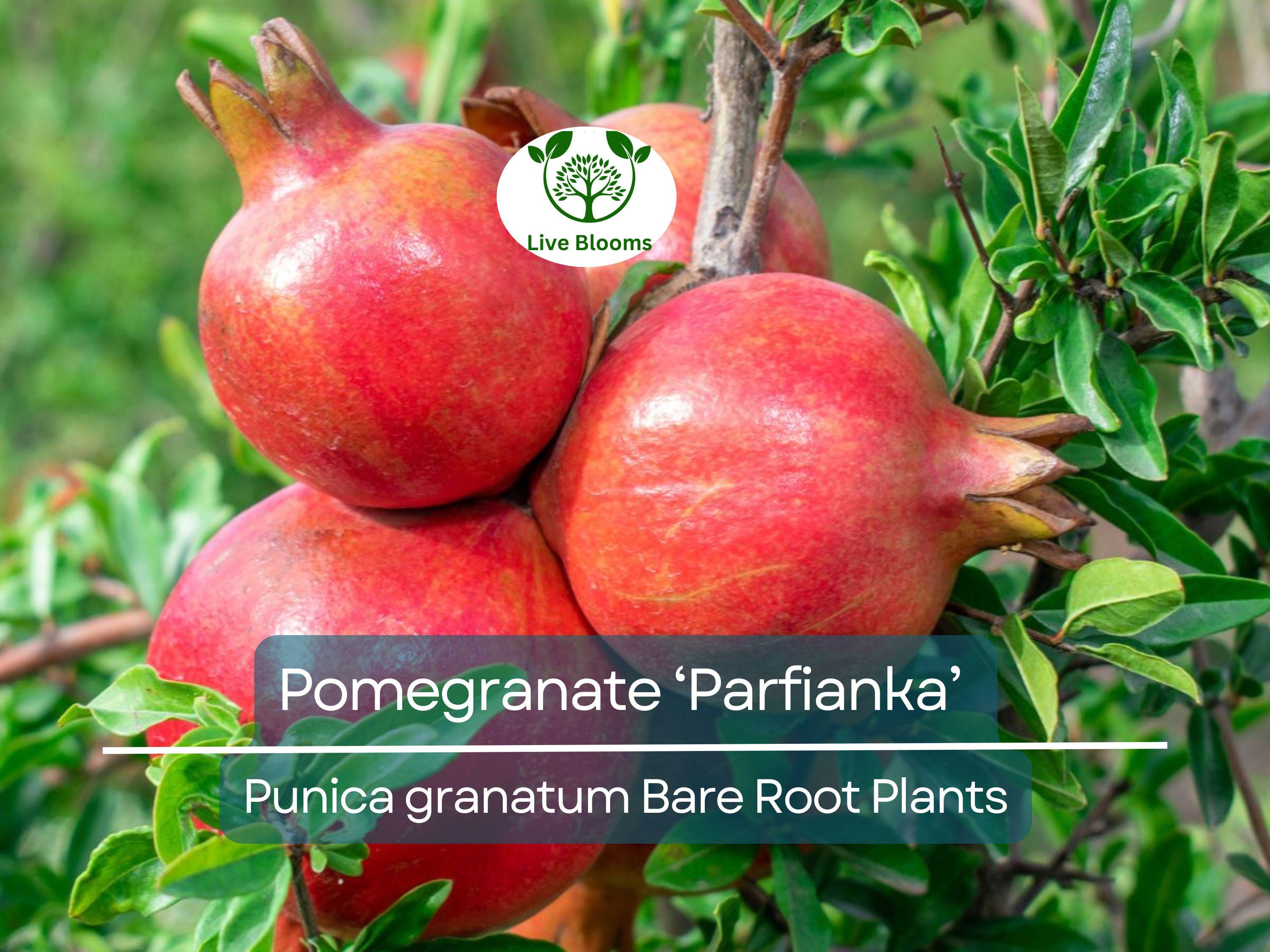 1 Parfianka Pomegranate Tree – Live Bare Root Plant (7") – Sweet-Tart Fruit Variety – Cold Hardy & Productive – Zones 7–10