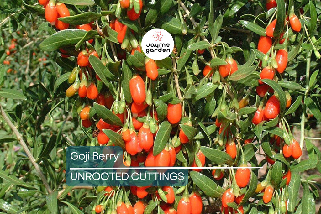3 Goji Berry Plants with Bare Roots + 3 Live Cuttings | Grow Fast & Fruit | Wolfberry, Lycium barbarum