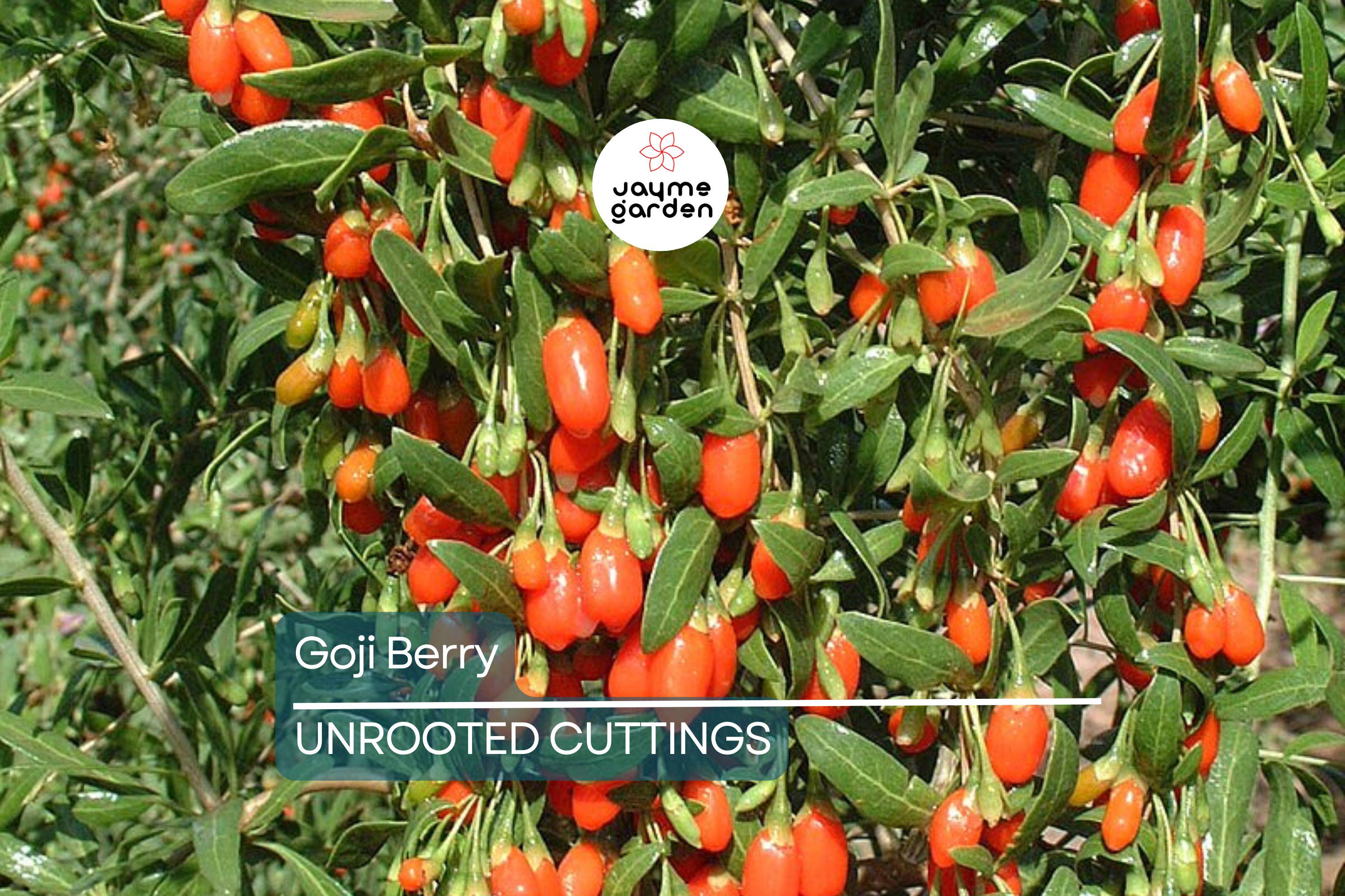 3 Goji Berry Plants with Bare Roots + 3 Live Cuttings | Grow Fast & Fruit | Wolfberry, Lycium barbarum