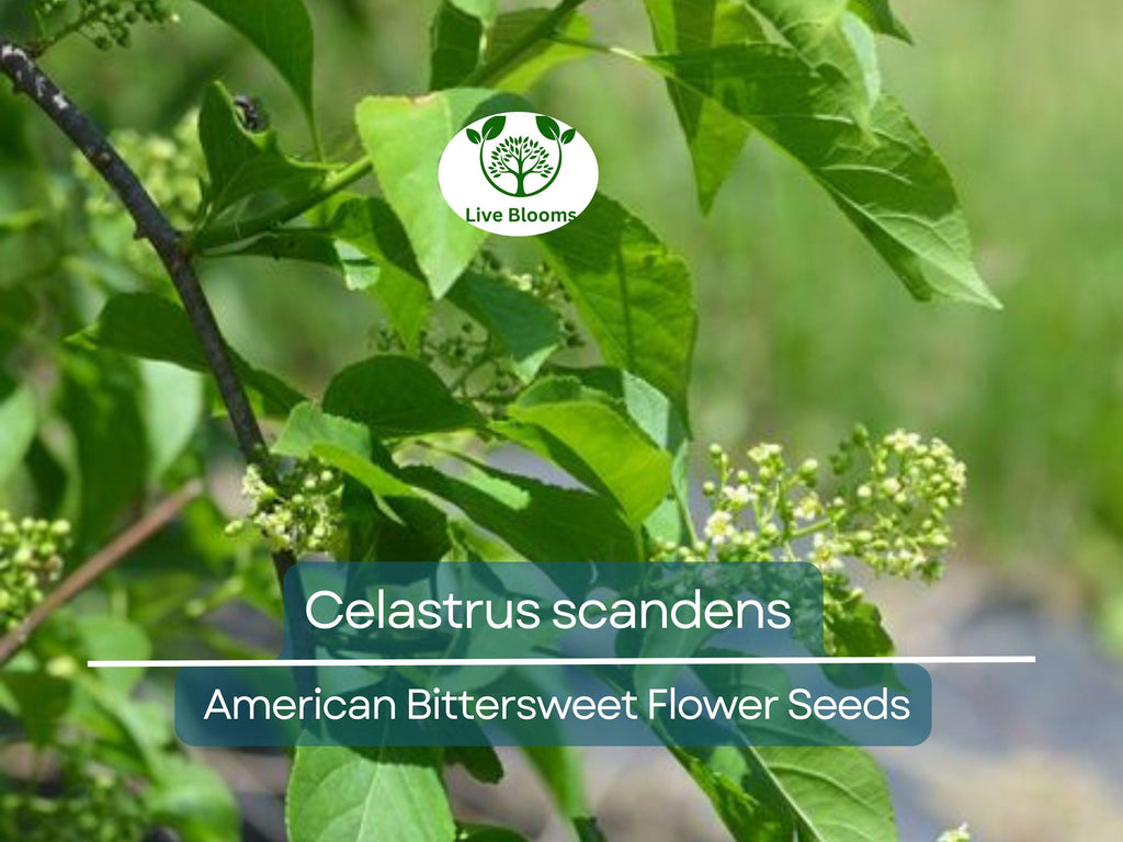 30 Seeds Celastrus scandens (American Bittersweet) for Planting | Native Climbing Vine for Garden, Landscaping & Wildlife Support
