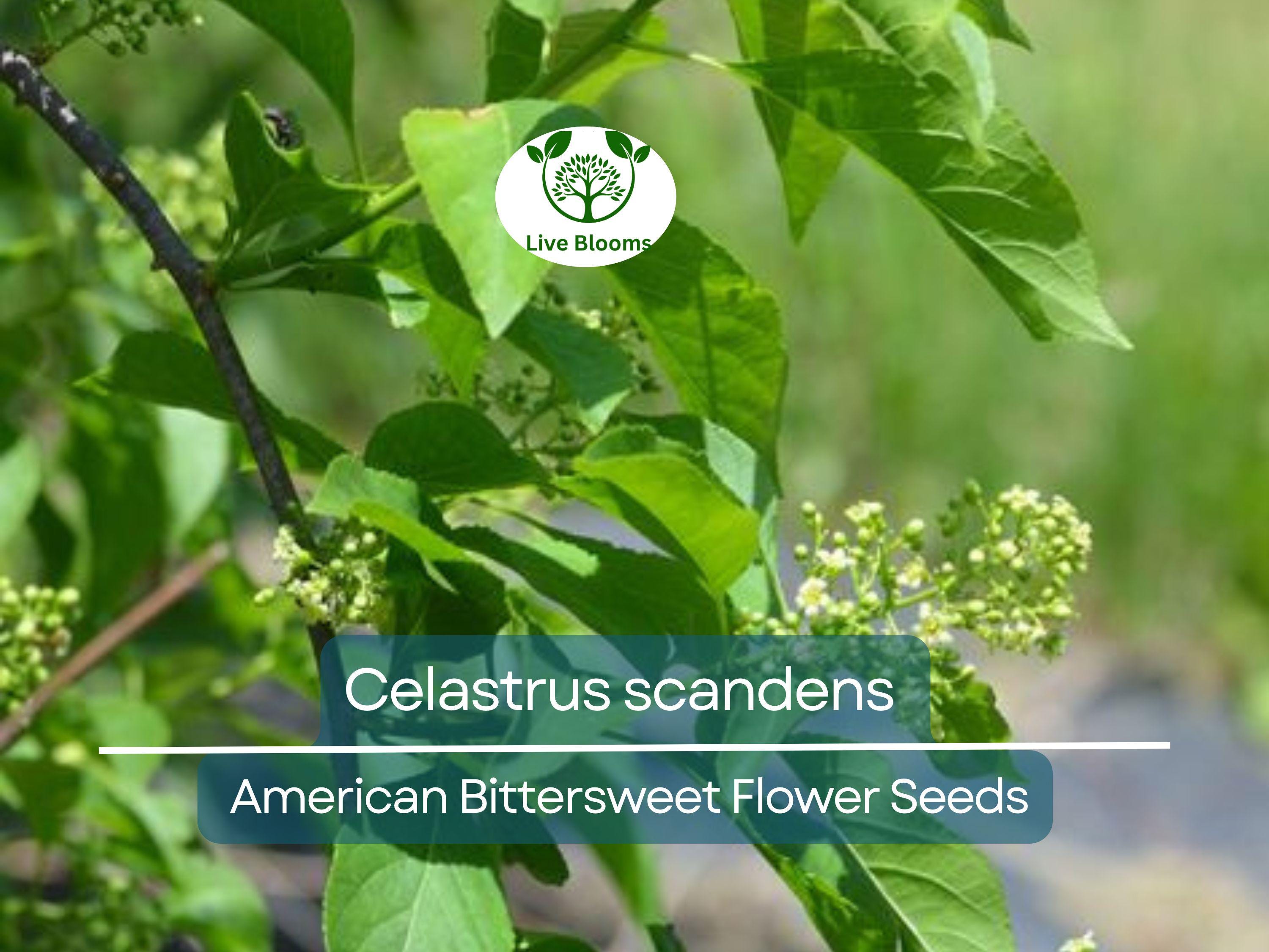 30 Seeds Celastrus scandens (American Bittersweet) for Planting | Native Climbing Vine for Garden, Landscaping & Wildlife Support
