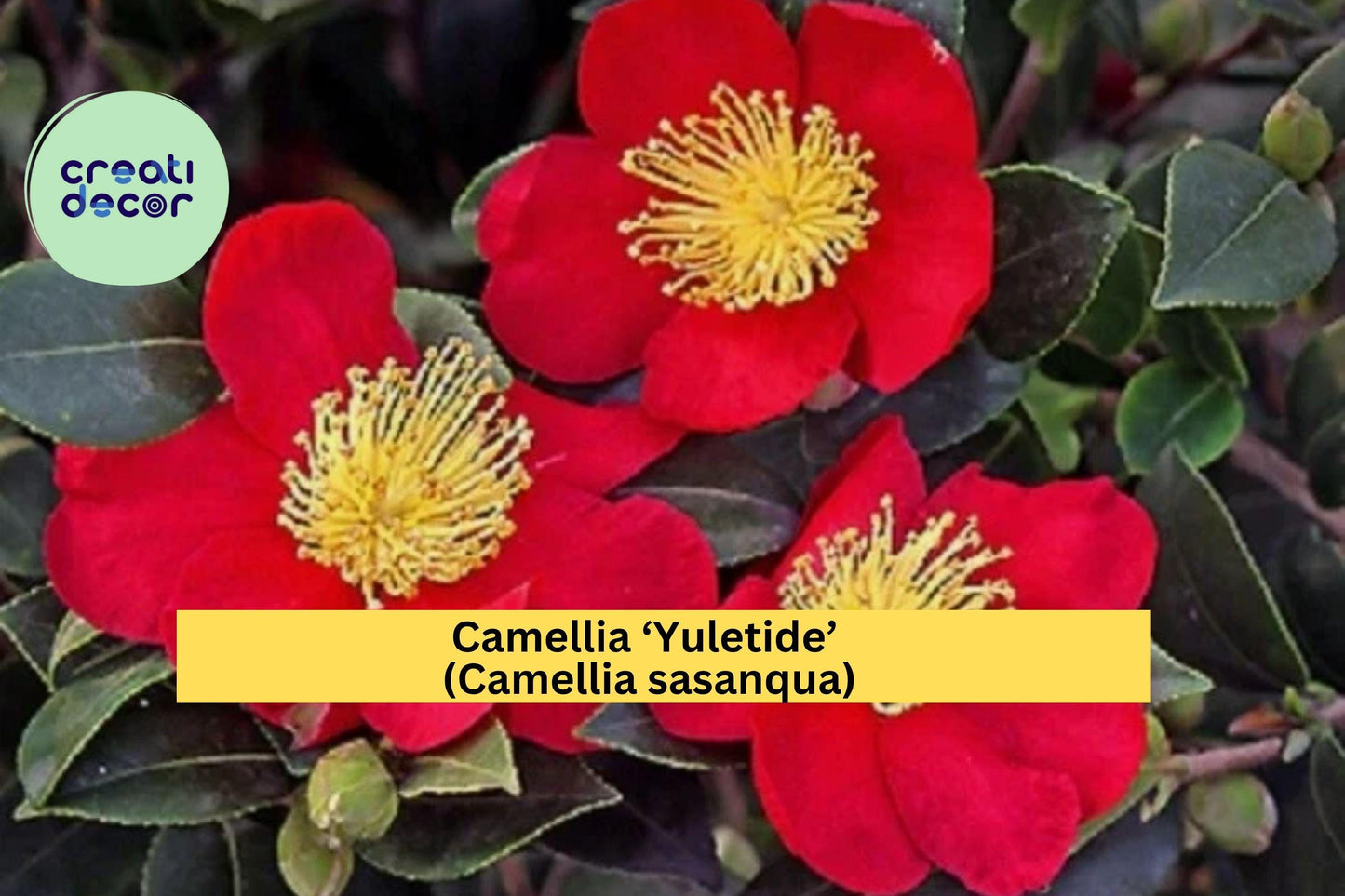 Camellia ‘Yuletide’ – Red Blooming Camellia sasanqua – 8–12” Live Rooted Yearling Shrub, Evergreen Winter Flower Plant