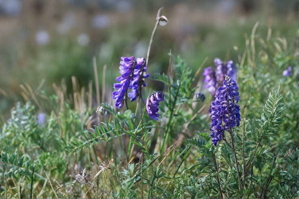 Hairy Vetch ‘Purple Bounty’ – Vicia villosa 100 Seeds | Nitrogen-Fixing Cover Crop | Open-Pollinated