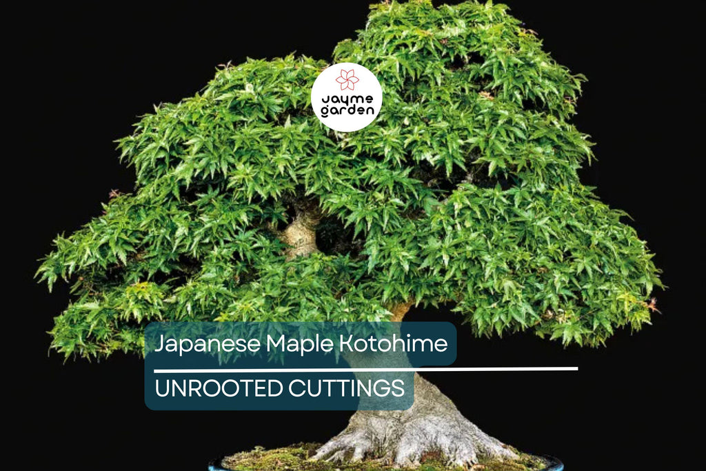 Japanese Maple Kotohime Cutting for Bonsai | Acer Var. Outdoor Hardy in Zone 8a | Ideal for Miniature Tree Styling