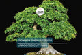 Japanese Maple Kotohime Cutting for Bonsai | Acer Var. Outdoor Hardy in Zone 8a | Ideal for Miniature Tree Styling