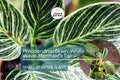 Philodendron Birkin Starter Plant - White Wave, Mermaid's Tail - Unique Variegated Foliage for Indoor Decor & Tropical Houseplant Lovers