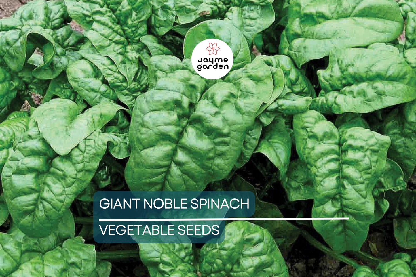 500 Giant Noble Spinach Seeds | Non-GMO Heirloom | Long-Standing Variety