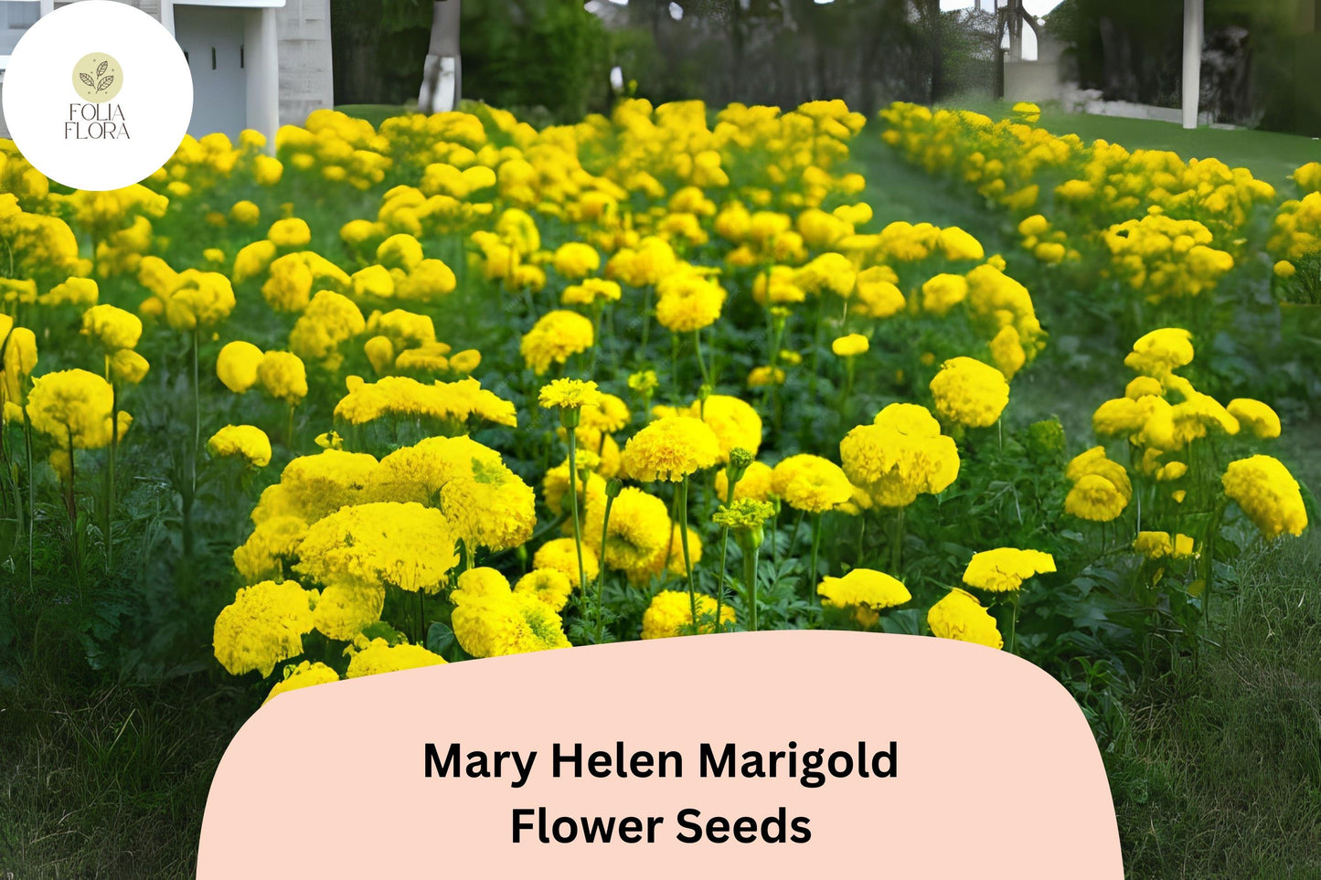 25+ Mary Helen Marigold Seeds | Tagetes | Golden-Yellow Blooms | Easy Annual Flower for Borders, Beds & Garden Containers