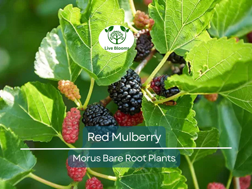 1 Red Mulberry Tree – Morus Rubra Live Bare Root Fruit Tree 12–24 Inches Tall – Native Shade Tree with Sweet Berries
